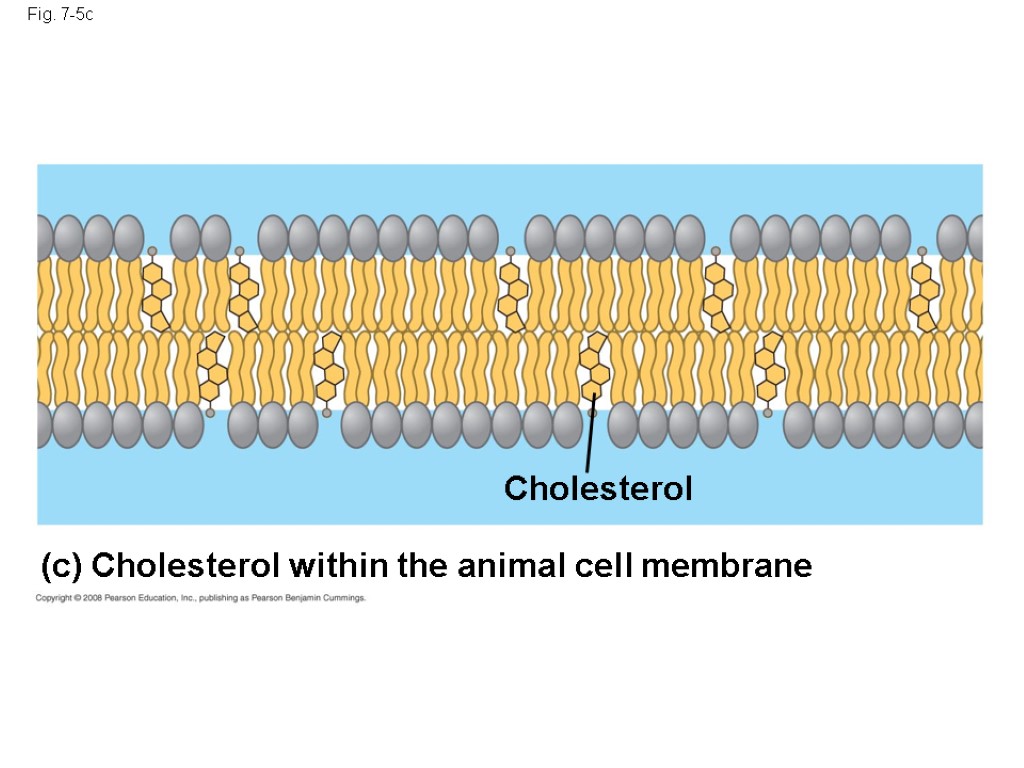 Fig. 7-5c Cholesterol (c) Cholesterol within the animal cell membrane